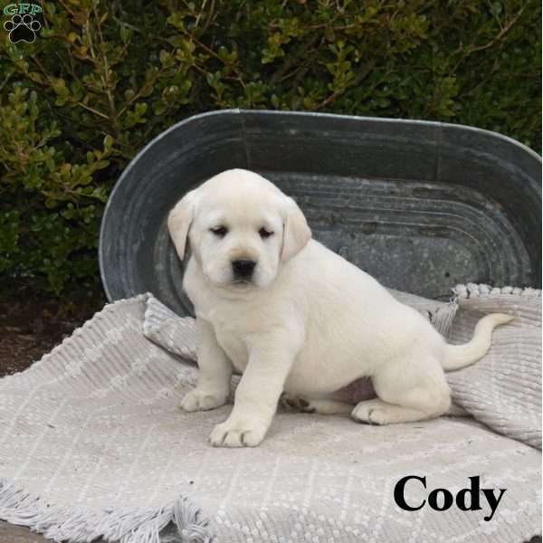 Cody, Yellow Labrador Retriever Puppy